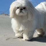 Entry image for Lammie