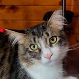 Entry image for Monterey Jack Torres