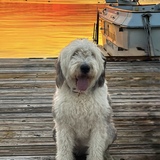 Entry image for Beau