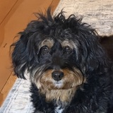 Entry image for Mimi