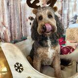 Entry image for Yeager