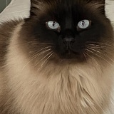 Entry image for Jade