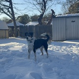 Entry image for Prince 