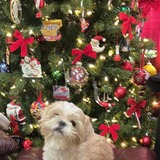 Entry image for Walter Gallagher Houlker