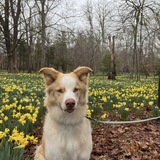 Entry image for Finn AKA The piglet of Portsmouth 