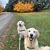 Entry image for Jasper and Juno