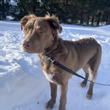 Entry image for Bruski