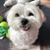 Entry image for Milo