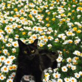 Entry image for Daisy