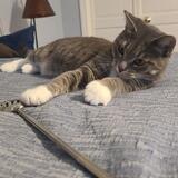 Entry image for Tessie