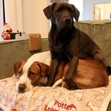 Entry image for Dunkin & Hazel