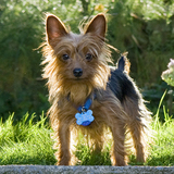 Entry image for Gizmo 