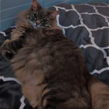 Entry image for Princess Jewels 