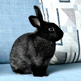 Entry image for Buddy