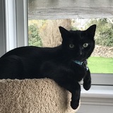 Entry image for Puppy