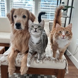 Entry image for Dakota, Lilah, Rio 