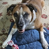 Entry image for Betsy Ross