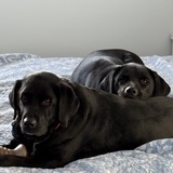 Entry image for Lucylu and Sage