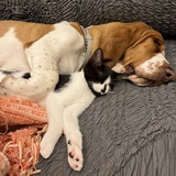 Entry image for Scout