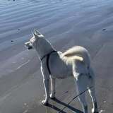 Entry image for Jacob the Jindo