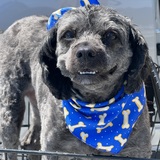 Entry image for Buddy 