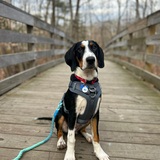 Entry image for Frodo 