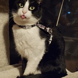 Entry image for Zoro