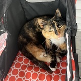 Entry image for Callie 