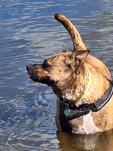 Entry image for Paco . Clicking this image will show a larger photo