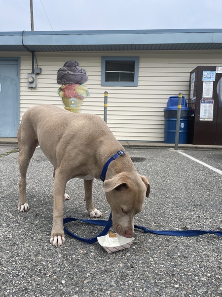 Entry image for Hopper. Clicking this image will show a larger photo