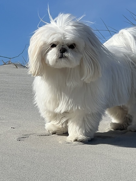 Entry image for Lammie. Clicking this image will show a larger photo