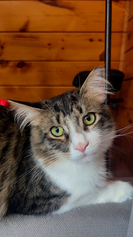 Entry image for Monterey Jack Torres. Clicking this image will show a larger photo