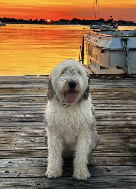 Entry image for Beau. Clicking this image will show a larger photo