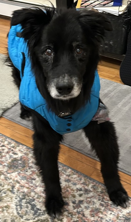 Entry image for Desmond. Clicking this image will show a larger photo