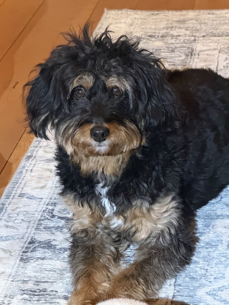 Entry image for Mimi. Clicking this image will show a larger photo