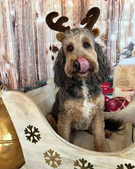 Entry image for Yeager. Clicking this image will show a larger photo