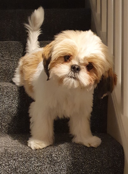 Entry image for POPPY. Clicking this image will show a larger photo