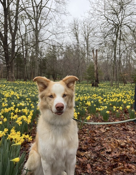 Entry image for Finn AKA The piglet of Portsmouth . Clicking this image will show a larger photo