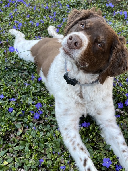 Entry image for Max. Clicking this image will show a larger photo