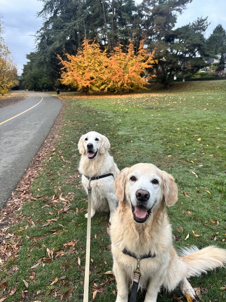 Entry image for Jasper and Juno. Clicking this image will show a larger photo