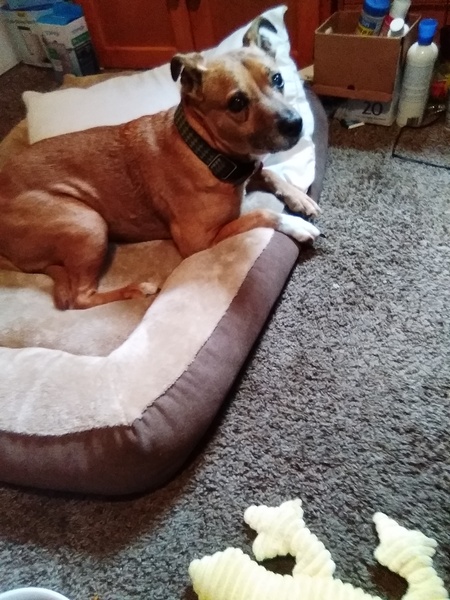 Entry image for Rusty . Clicking this image will show a larger photo