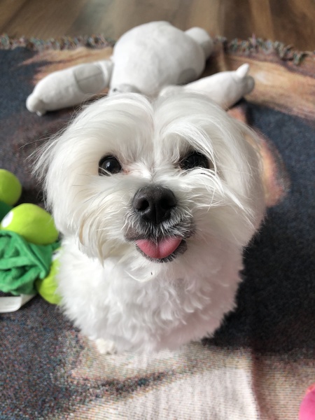 Entry image for Milo. Clicking this image will show a larger photo