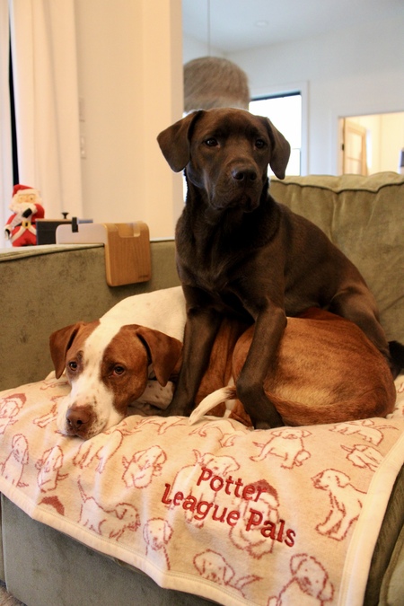 Entry image for Dunkin & Hazel. Clicking this image will show a larger photo