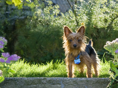 Entry image for Gizmo . Clicking this image will show a larger photo