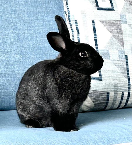 Entry image for Buddy. Clicking this image will show a larger photo