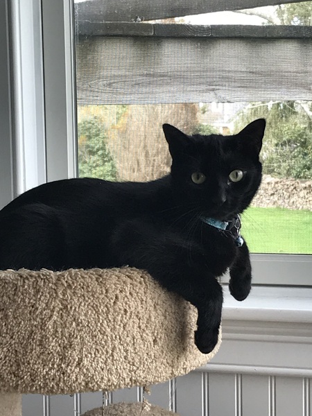 Entry image for Puppy. Clicking this image will show a larger photo