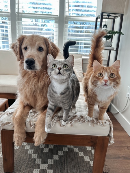 Entry image for Dakota, Lilah, Rio . Clicking this image will show a larger photo