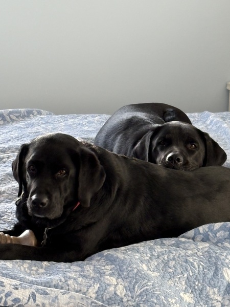 Entry image for Lucylu and Sage. Clicking this image will show a larger photo