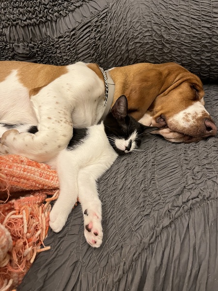 Entry image for Scout. Clicking this image will show a larger photo