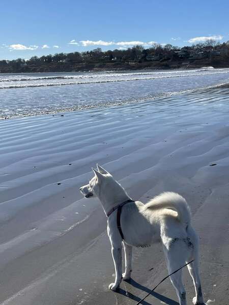 Entry image for Jacob the Jindo. Clicking this image will show a larger photo